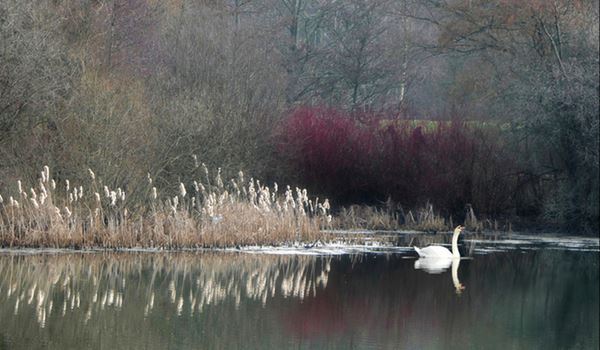 Crane Lake and swan